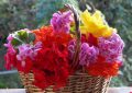 15 Symbolic Meanings of Dreaming of Flower Baskets