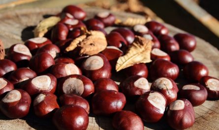9 symbolic meanings of dreaming about a chestnut grove