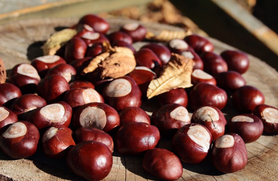 9 symbolic meanings of dreaming about a chestnut grove