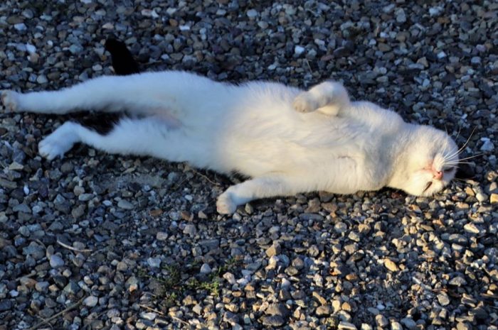 7 symbolic meanings of dreaming about lying down