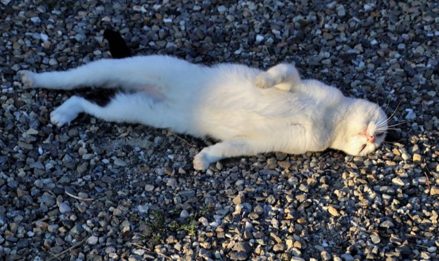 7 symbolic meanings of dreaming about lying down