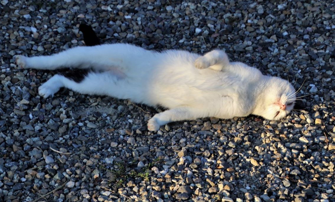 7 symbolic meanings of dreaming about lying down