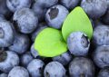 16 symbolic meanings of dreaming about blueberries