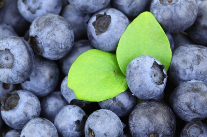 16 symbolic meanings of dreaming about blueberries
