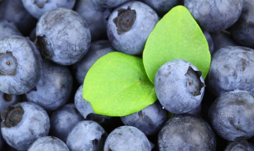 16 symbolic meanings of dreaming about blueberries