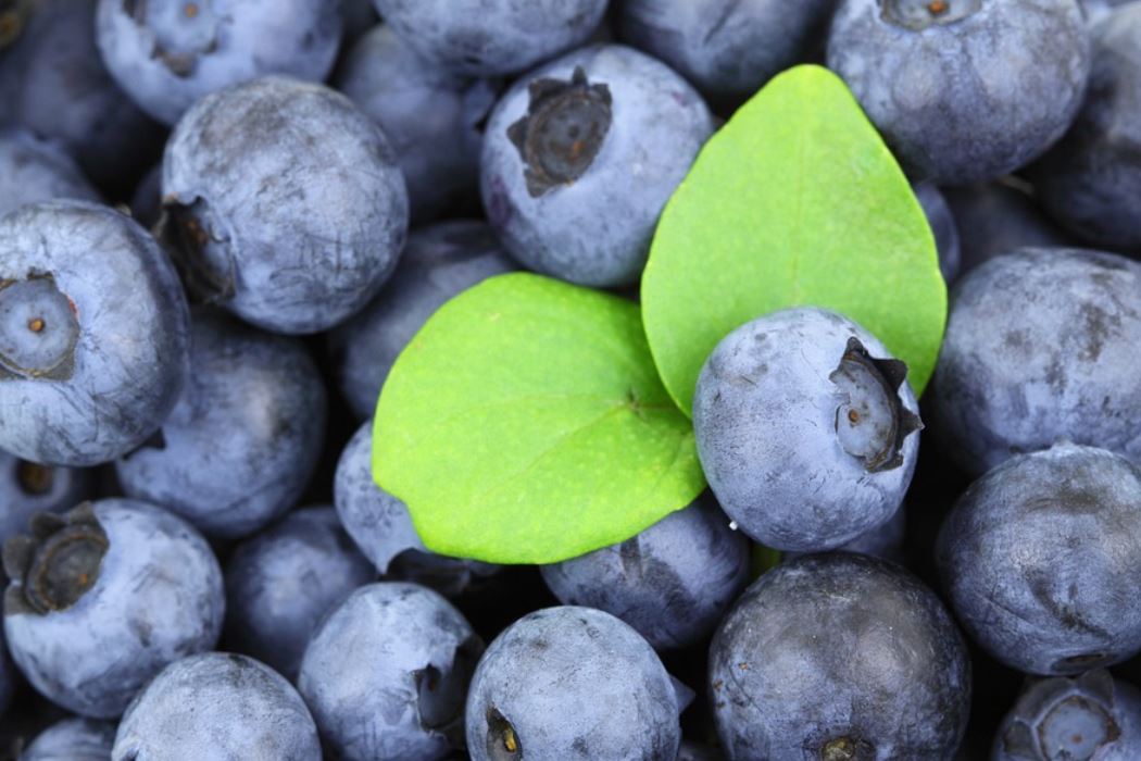 16 symbolic meanings of dreaming about blueberries