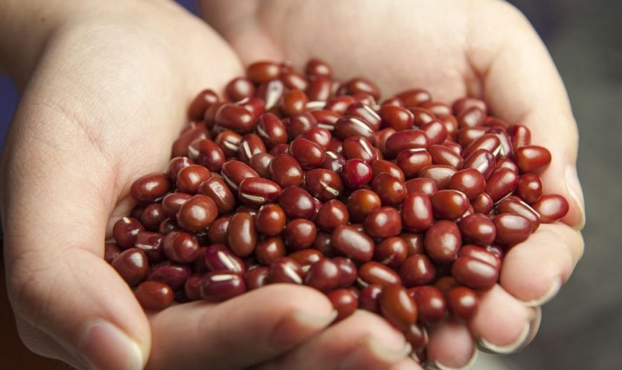 10 symbolic meanings of dreaming about red beans
