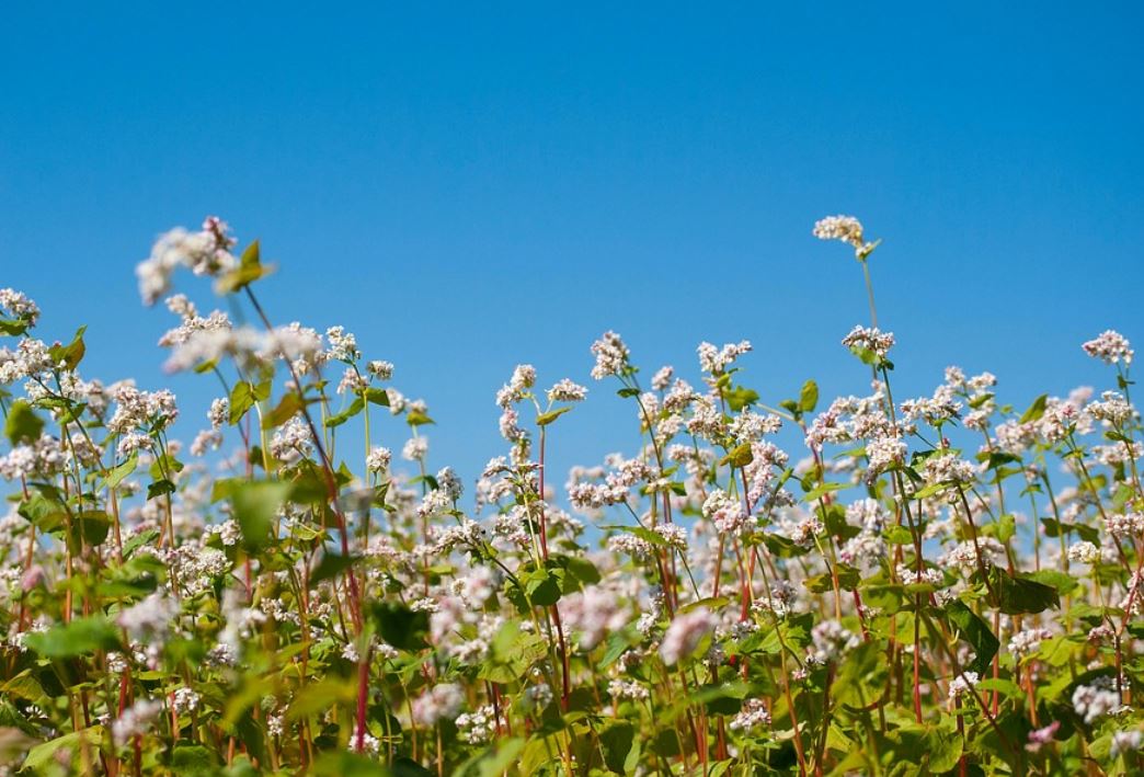 11 Symbolic Meanings of Dreaming About Buckwheat