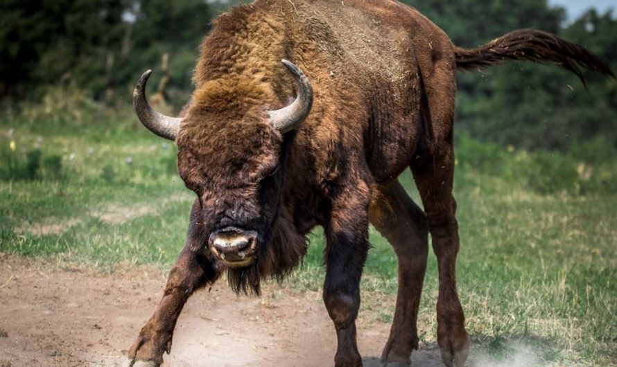 12 Symbolic Meanings of Dreaming of Bulls