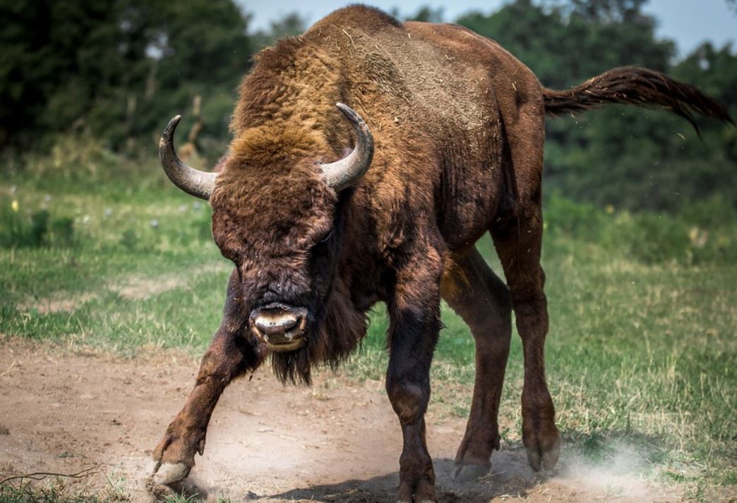 12 Symbolic Meanings of Dreaming of Bulls