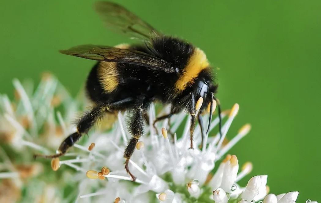 14 Symbolic Meanings of Dreaming of Bumblebees