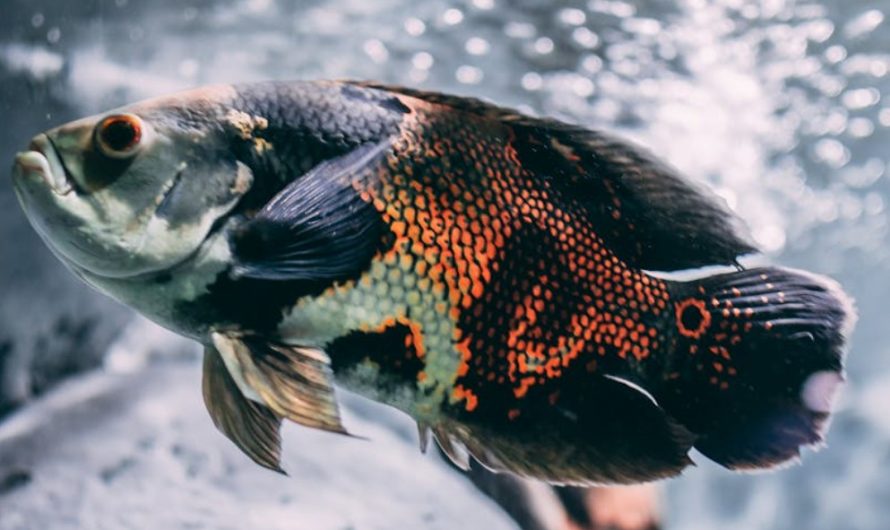 8 Symbolic Meanings of Dreaming About Fish