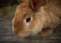 28 Symbolic Meanings of Dreaming about Rabbits
