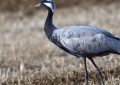 7 Symbolic Meanings of Dreaming of Cranes