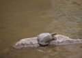 What does it mean to dream of a large turtle?