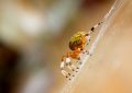 What does it mean to dream of a golden spider?