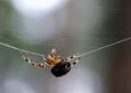 What does it mean to dream of catching a spider?