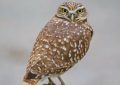 What does it mean to dream of an owl?