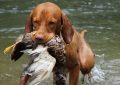 What does it mean to dream of hunting?